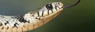 Un nouvel antidouleur à base de venin de serpent ?