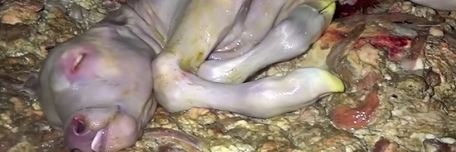 De nouvelles images insoutenables dans un abattoir : des foetus de veaux jetés à la poubelle