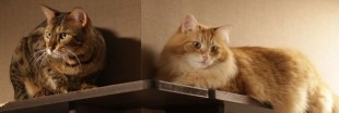 Bar à chats, à chouettes ou à serpents : la folie des cafés animaliers au Japon