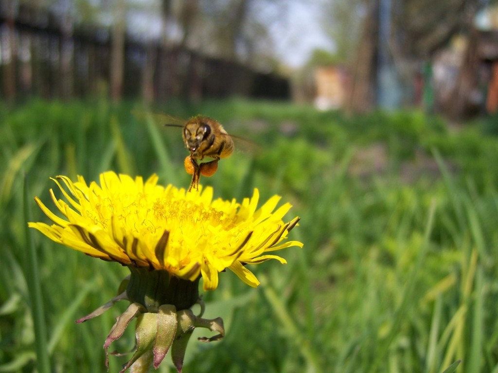 Lot-et-Garonne : la perte de pollinisateurs se fait sentir