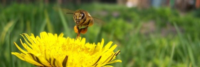 pollinisateurs, abeille, insecte pollinisateur