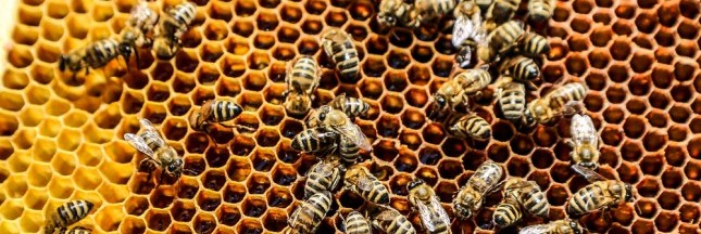 Danse avec les abeilles, la pharmacie de la ruche : le livre