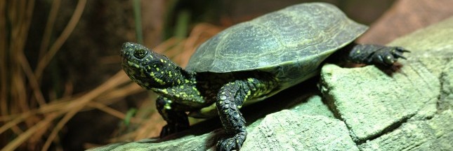 10 conseils pour adopter une tortue et en prendre soin