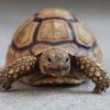 10 conseils pour adopter une tortue et en prendre soin
