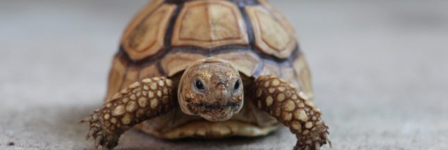 adopter une tortue