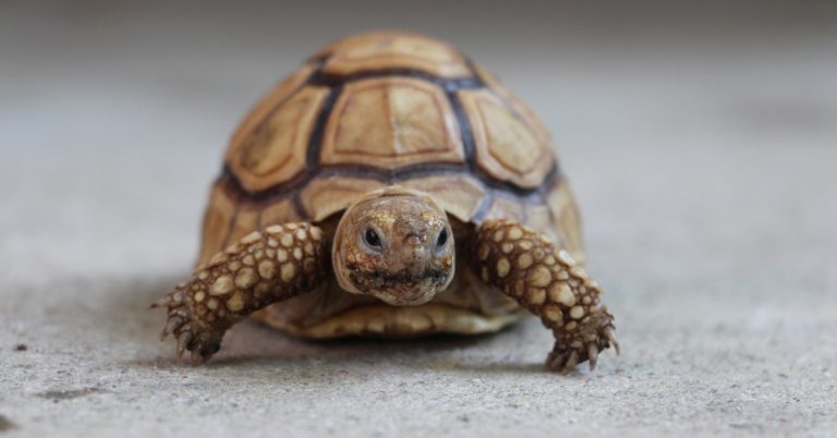 Tortue A Donner Gratuitement Pres De Paris