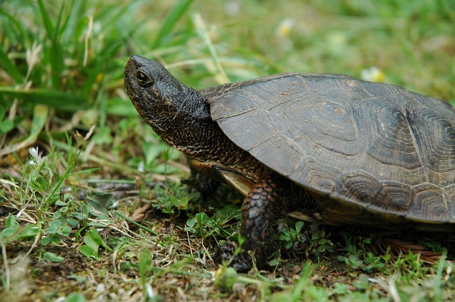 adopte tortue