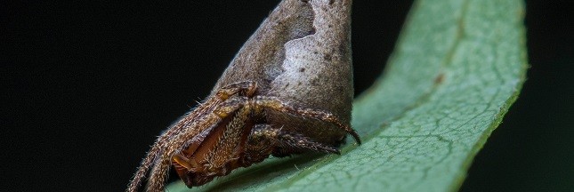 Une araignée baptisée Gryffondor en hommage à Harry Potter