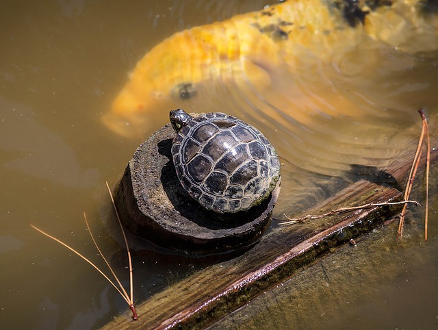 tortue aquatique