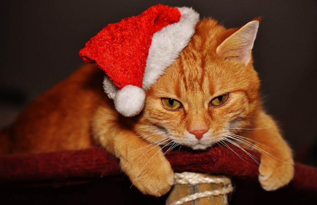 Les dangers de Noël pour vos chiens et chats