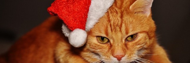 Les dangers de Noël pour vos chiens et chats