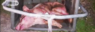Un cochon à l'agonie découvert dans un bac d'équarrissage