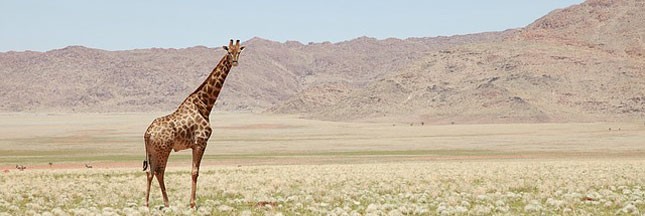 La girafe, nouvelle espèce animale menacée