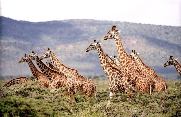 girafe-espece-vulnerable