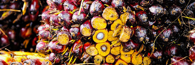 huile de palme - L’huile de palme, un poison pour la terre !… Huile-palme-enfants-ban1