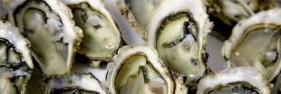 Les voleurs d'huîtres ont de mauvais jours devant eux