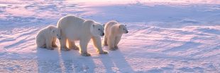 Un tiers des ours polaires aura disparu d'ici 40 ans