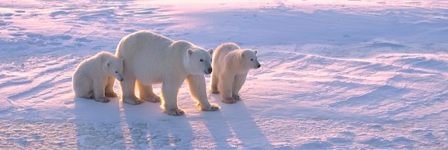 ours polaire disparition