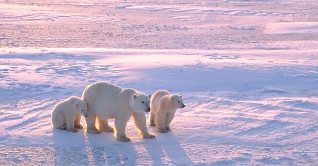 Un tiers des ours polaires aura disparu d’ici 40 ans