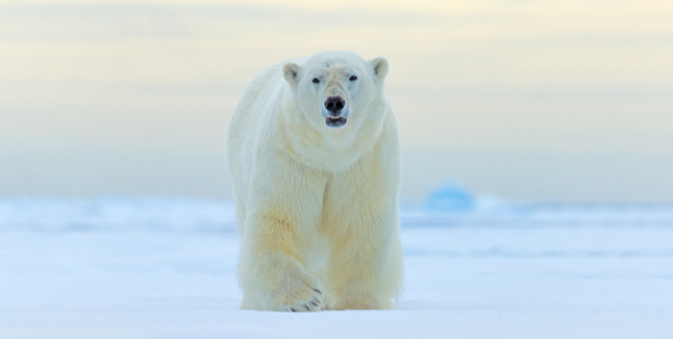 ours polaires disparition