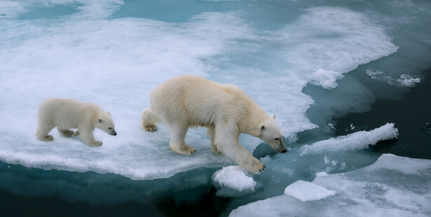 ours polaires disparition