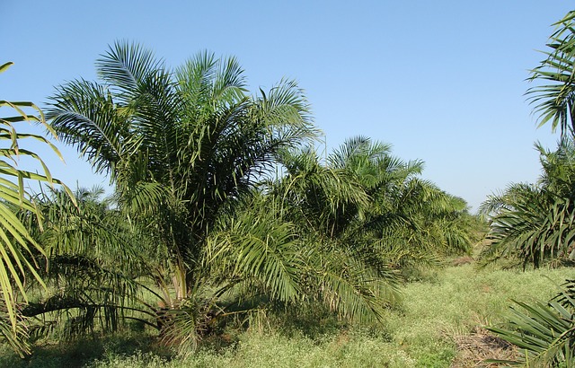 palmiers huile