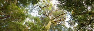 Incroyables découvertes : les plus grands arbres du monde