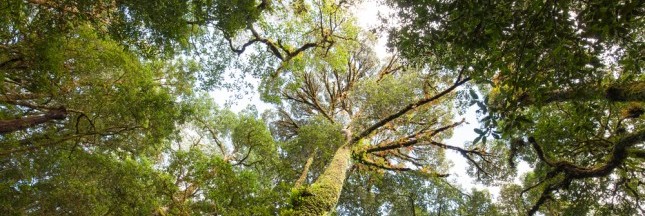 Incroyables découvertes : les plus grands arbres du monde