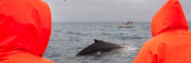 Des militants en route pour contrer les baleiniers japonais