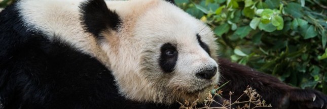 Pan Pan, le plus vieux panda du monde est mort en Chine