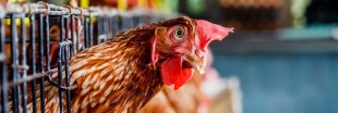 Plus d'avenir pour les oeufs de poules en cage chez Carrefour