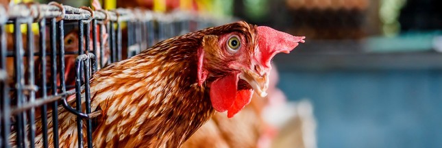 Plus d’avenir pour les oeufs de poules en cage chez Carrefour