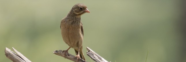 Chasse à l’ortolan : Bruxelles se fâche contre la France