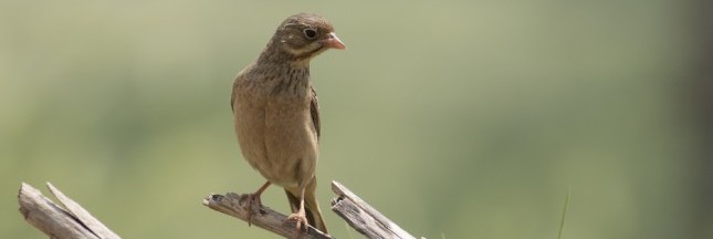 ortolan, oiseau migrateur