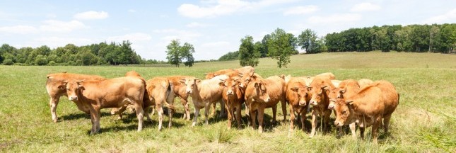 Crise agricole : Bruxelles veut « minimiser l’impact » en France