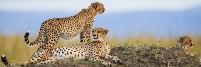 guépard, extinction