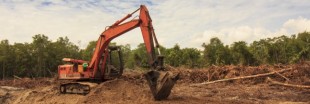 La déforestation provoque l'augmentation des maladies infectieuses