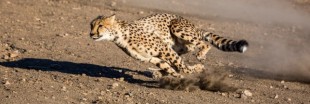 Le guépard : un animal en voie d'extinction