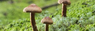 Cancer : les champignons hallucinogènes bons pour le moral
