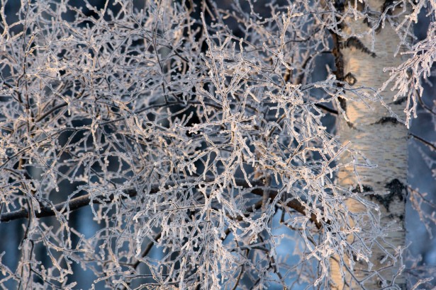 pays du père noël, givre sur les branches