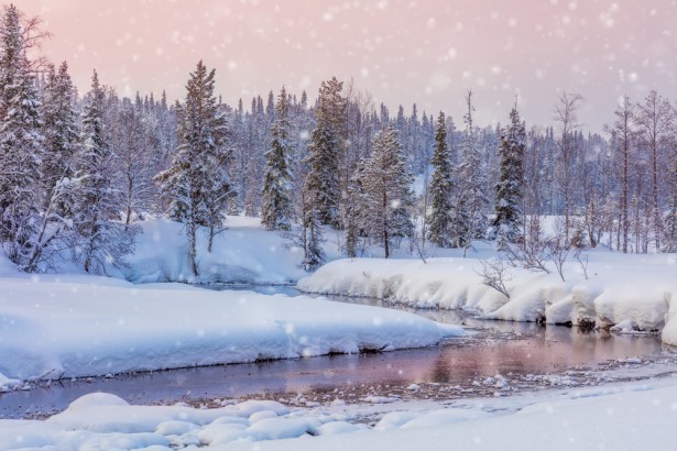 pays du père noël, végétation sous la neige