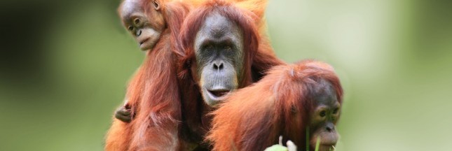 Deux orangs-outans sauvés grâce à l’application WhatsApp