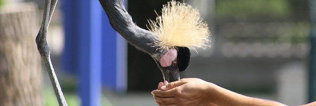 Soigneur animalier : un métier pas comme les autres