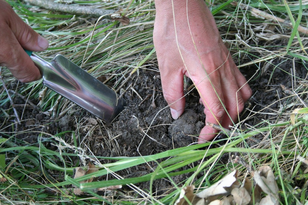 La truffe : pas que dans le Sud-Est !