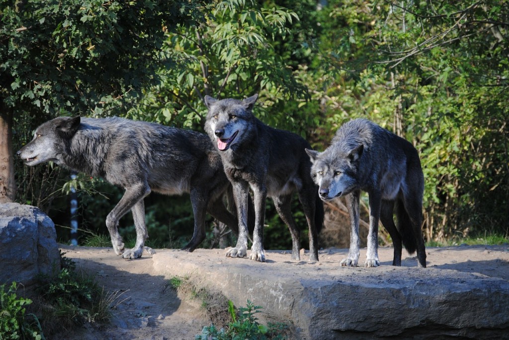 Norvège : l’abattage massif des loups est annulé