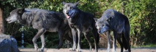 Norvège : l'abattage massif des loups est annulé
