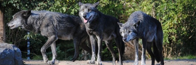 Loups Norvège chasse