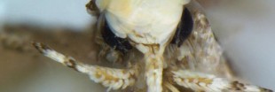 'Neopalpa donaltrumpi' : la mite qui se moque de Donald Trump