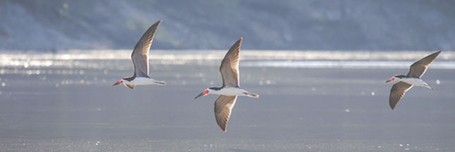 L'Agence Française de Biodiversité : nouvelle usine à gaz ? L'Agence Française de Biodiversité : nouvelle usine à gaz ?