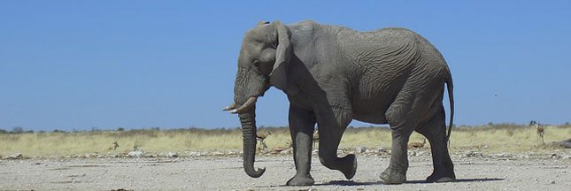 'Une saison dans la savane' : France 4 sensibilise le public au braconnage 'Une saison dans la savane' : France 4 sensibilise le public au braconnage